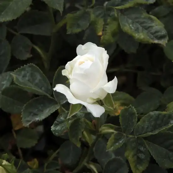 Rosa Madame Plantier - alb - trandafir alba